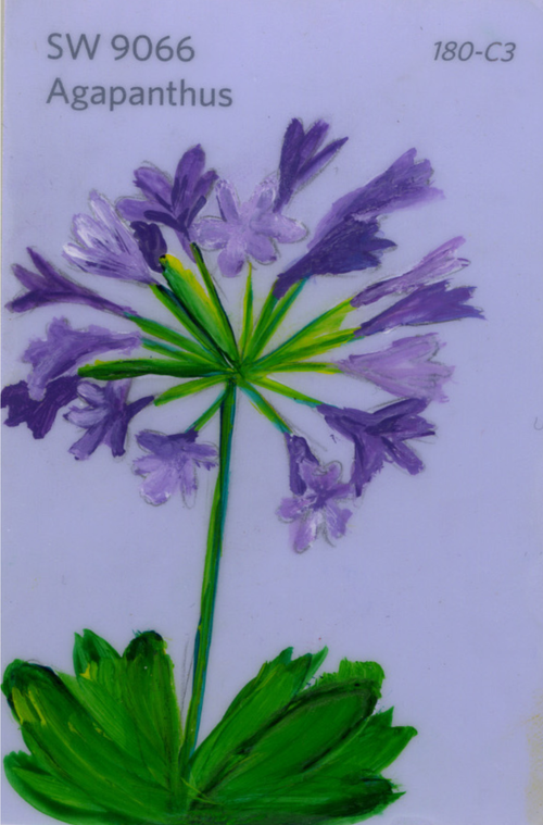 Agapanthus flower